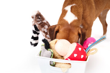Dog looking for favorite toy with head in toy box. Dog toys in white storage container. Selection...