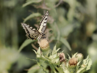 Swallowtail butterfly (Papilio machaon) - a species of day butterfly from the swallowtail butterfly (Papilionidae). It has yellow wings with black and blue patterns. Inhabits all of Europe, Asia 