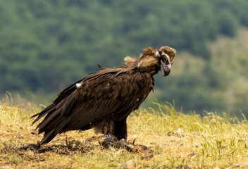 Cinereous vulture sitting on feeding station