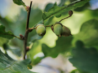 Oak fruits develop in a muscular and woody cup formed from a wreath of bract leaves, close-up photo