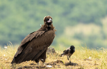 Cinereous vulture sitting on feeding station