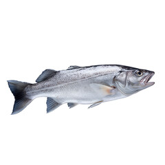  Haddock fish on transparent background