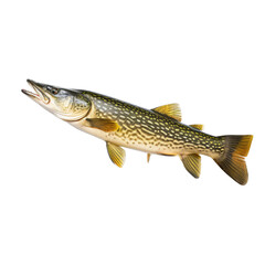  Pike fish on transparent background