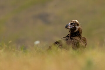 Cinereous vulture sitting on feeding station