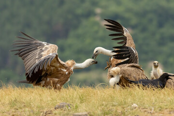 Griffon Vulture (Gyps fulvus) on feeding station