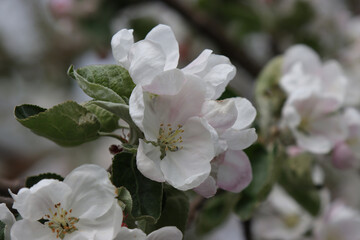 Flowering apple tree.