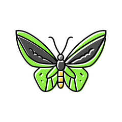 cape york birdwing insect color icon vector. cape york birdwing insect sign. isolated symbol illustration