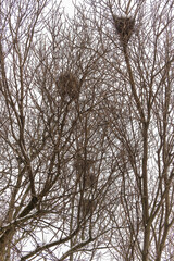 abandoned bird nests in winter are located in the dense branches of bare trees
