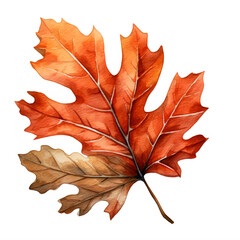 red oak tree leaf, watercolor clipart