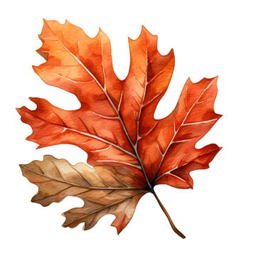 Red Oak Tree Leaf, Watercolor Clipart