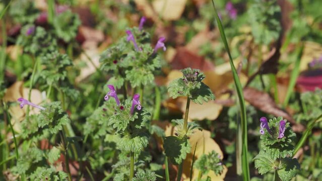 野原に咲くホトケノザの花