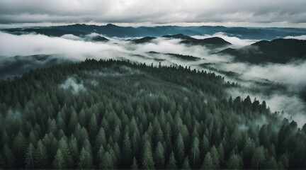 Mountains and pine forest aerial view landscape with fog and cloudy sky