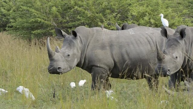 FHD 24p footage of white rhinoceros, white or square-lipped rhino (Ceratotherium simum) in typical KwaZulu Natal habitat. South Africa.