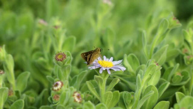 Formosan Swift butterfly using antenna to probe San Bernardino aster flower.