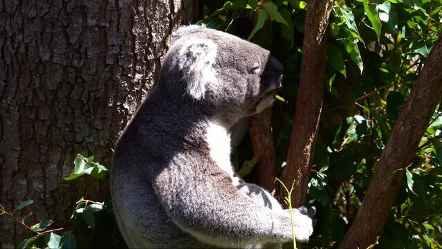 Close up shot of cute koala, phascolarctos cinereus spotted hanging on the tree, eating eucalyptus leaves under bright sunlight with eyes closed in wildlife sanctuary, Australian native animal species