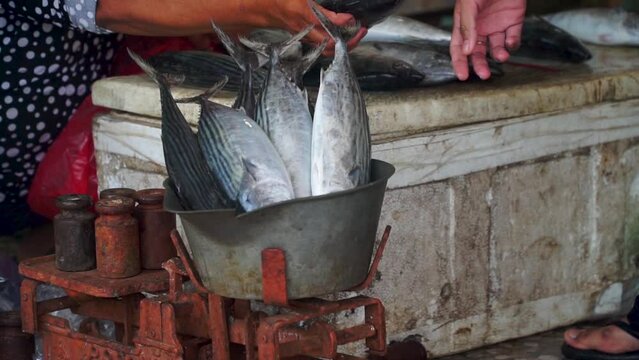 A fish seller is weighing his fish while making a transaction at the fish market - Selling Skipjack tuna on the fish market auction