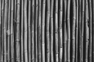bamboo wall background. Black and white toned image 