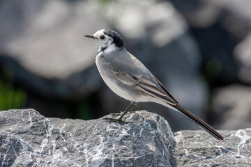 little bird watching around on the stone, White Wagtail, Motacilla alba
