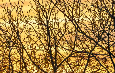 Evening sky. Tree branch against the backdrop of sunset. Close up.