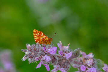 red butterfly on pink flower, Boloria caucasica