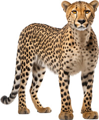 Picture of a cheetah isolated on transparent background, png - obrazy, fototapety, plakaty