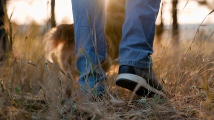Funny cocker spaniel dog sniffs dry grass near owner feet at sunset time man owner walks playful...