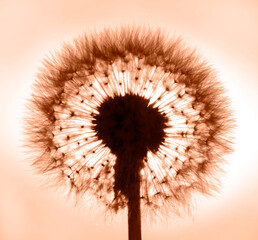 Dandelion flower. Macro with soft focus. Color peach fuzz