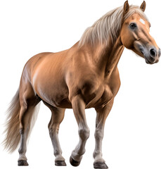 Obraz premium Picture of a horse isolated on transparent background, png