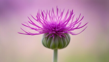 Purple Bachelor's Button flower isolated with soft background
