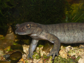 Closeup on an aquatic male of the critically endagerend Semirechensk Salamander, Ranodon sibericus