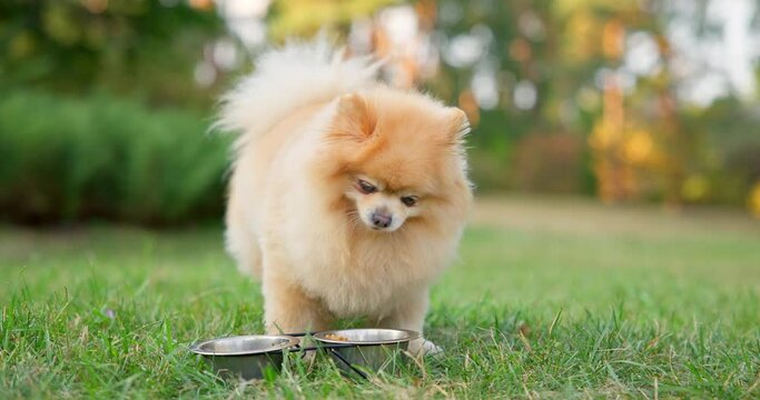 Happy Little Cute Fluffy Pedigree Pomeranian Dog eating food from a bowl outdoor at park on a grass lawn