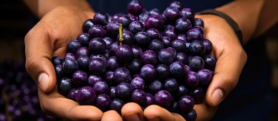 Purple-stained Brazilian acai berries held in hands. - obrazy, fototapety, plakaty