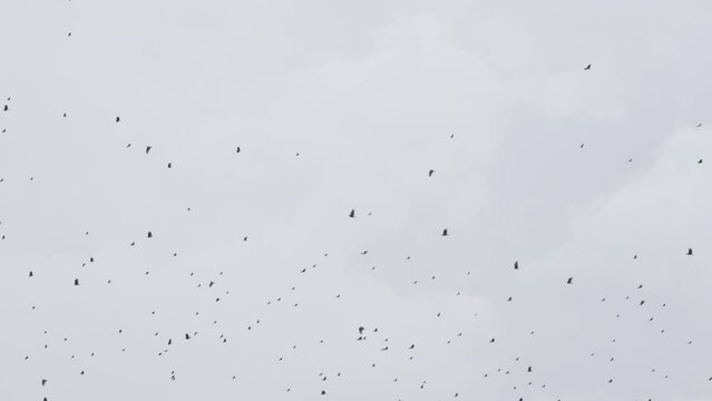 Black vulture (Coragyps atratus) large flock migrating against a cloudy sky