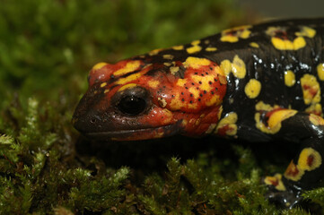 Colorful closeup on a Portuguese fire salamander, Salamandra gallaica with it's typical pointed head and red colors