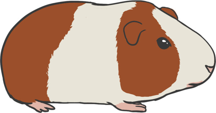 Guinea Pig Cartoon Icon