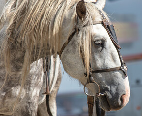 Portrait of a horse in nature