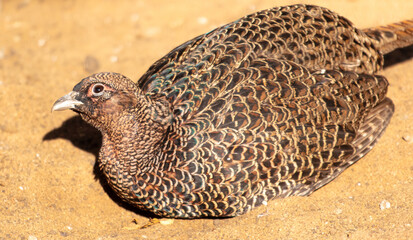 Portrait of a pheasant in the zoo