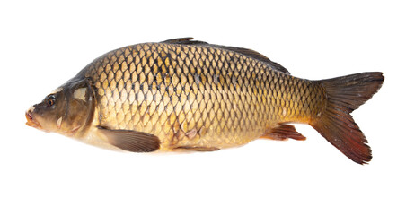 Carp fish isolated white background
