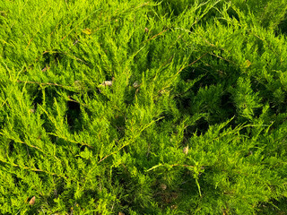 Green thuja branches in nature as a background