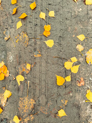 A wheel mark on the dirt in autumn. Background