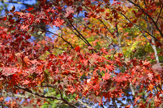 Maple tree with red leaves in autumn season, South Korea.