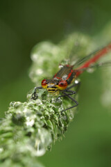 Colorful vertical closeup of a large red damselfly, Phyrrosoma nymphula, sitting on grass with dew waterdrops in the garden