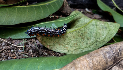 caterpillar on leaf