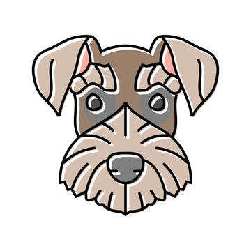 miniature schnauzer dog puppy pet color icon vector. miniature schnauzer dog puppy pet sign. isolated symbol illustration