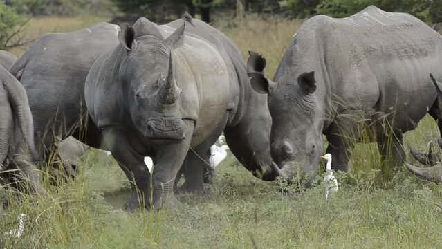 FHD 24p footage of white rhinoceros, white or square-lipped rhino (Ceratotherium simum) in typical KwaZulu Natal habitat. South Africa.