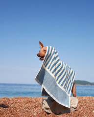 An American Hairless Terrier wrapped in a towel gazes at the sea.The tranquil scene shows the dog...