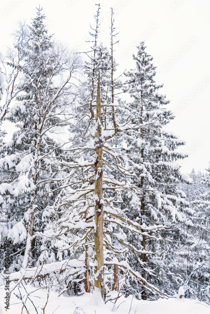 Wall mural Old tree snag in a snowy forest