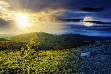 fir tree and stone in the grass on hillside of mountain range with sun and moon on the sky. day and night time change concept. mysterious nature landscape in morning light at summer solstice - obrazy, fototapety, plakaty