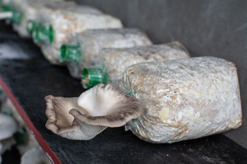 Oyster mushroom in mushroom cultivation cultivation farm