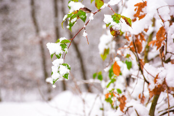 green foliage in snow. nature background in winter